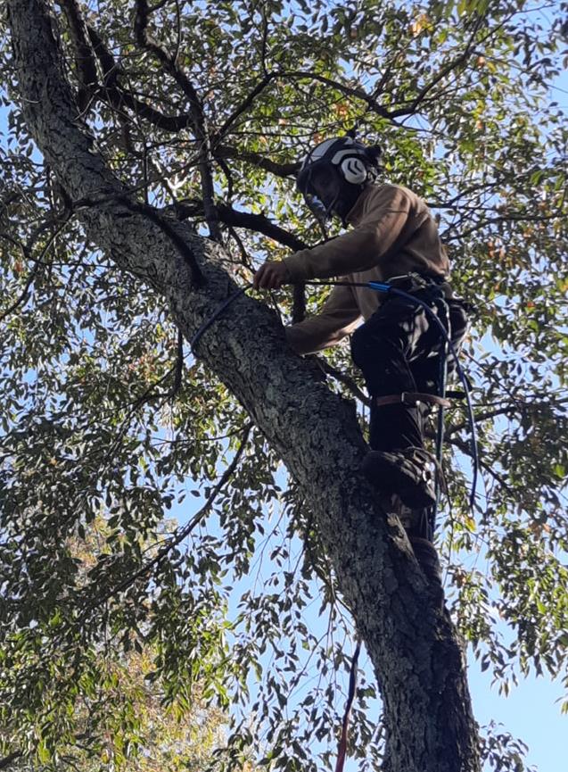 Professional Tree Trimming