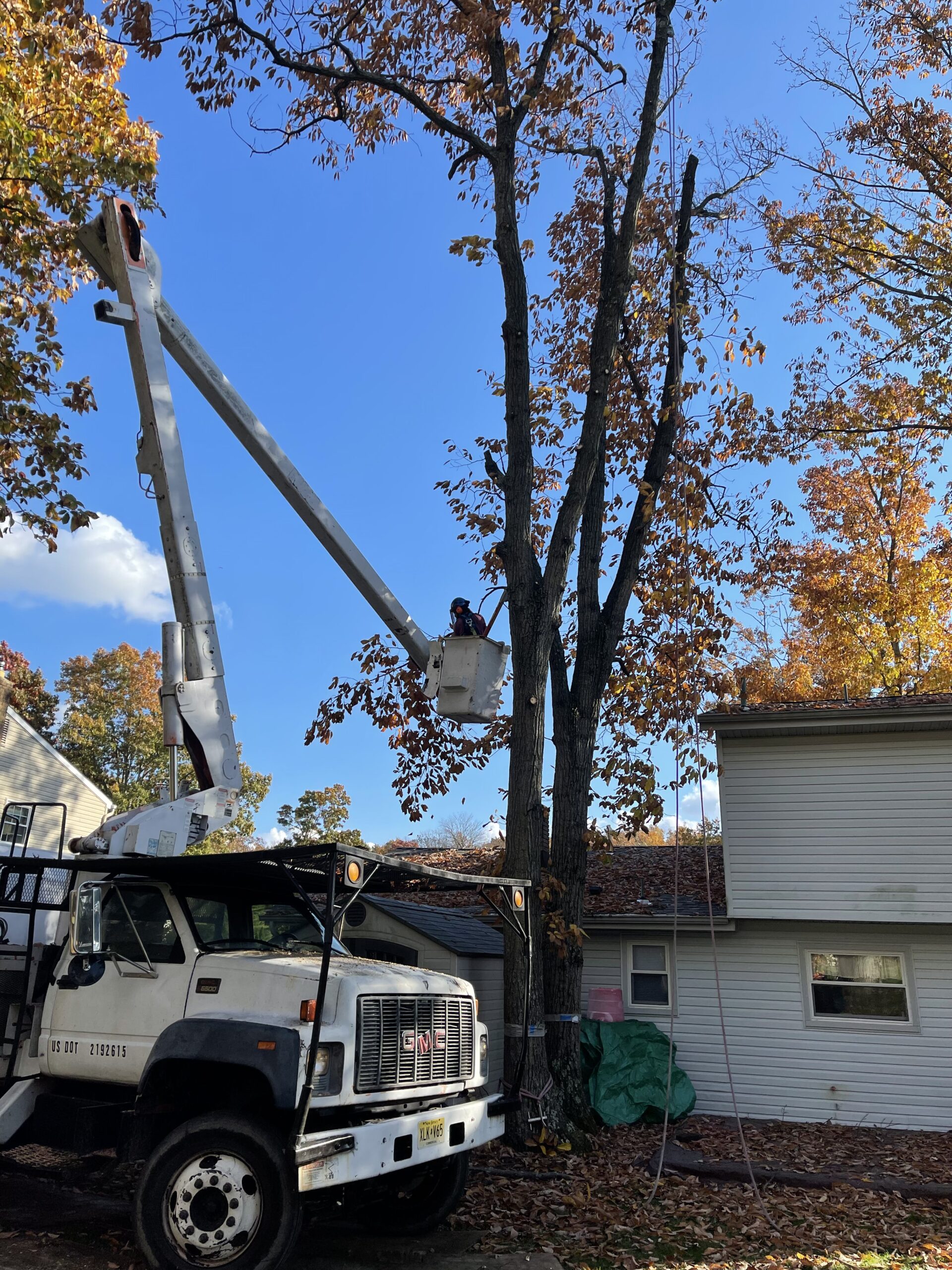 Tree Pruning Service Deptford NJ