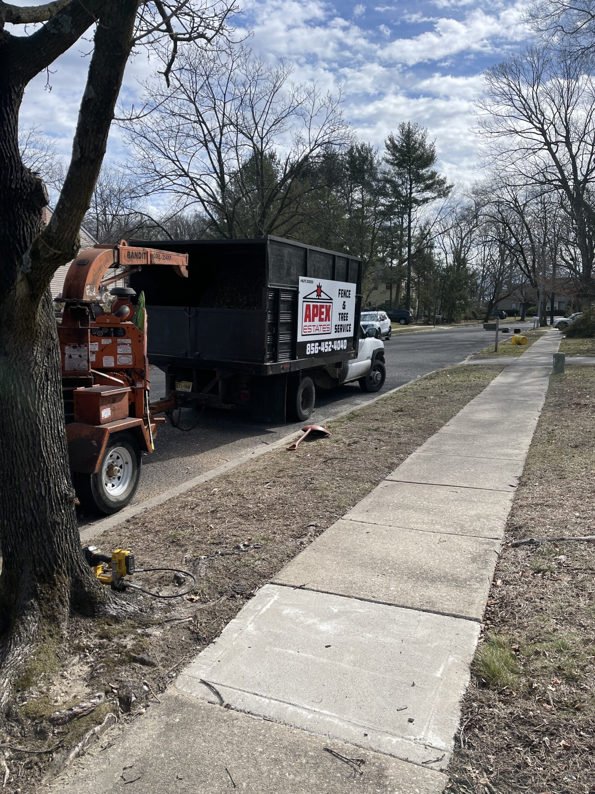 Professional Tree Removal Service - tree service
